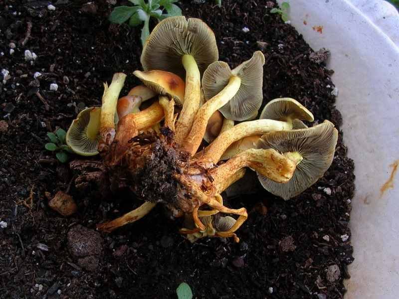 ..hypholoma fasciculare ?